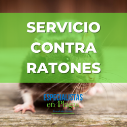 SERVICIO CONTRA RATONES
